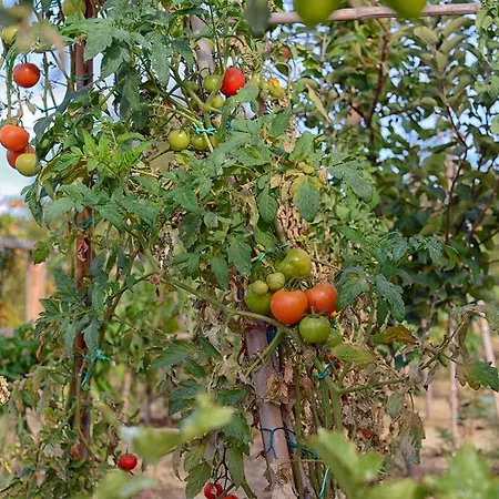 Il Gallo Senone Di Campagna Senigallia