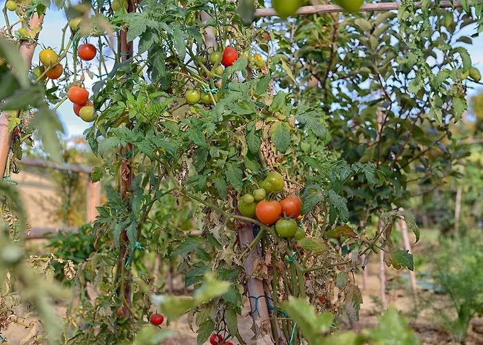 Il Gallo Senone Di Campagna Senigallia
