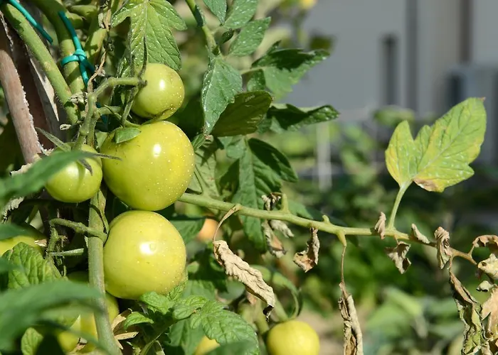 Il Gallo Senone Di Campagna 4*